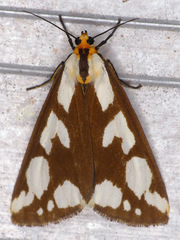 Haploa confusa
