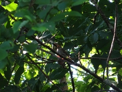 Spizella passerina passerina