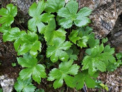 Ranunculus lanuginosus