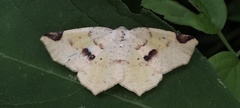 Antepione thisoaria