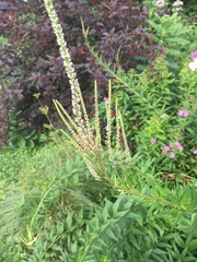Veronicastrum