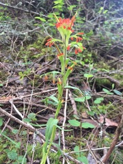 Castilleja hispida hispida