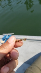 Myriophyllum sibiricum