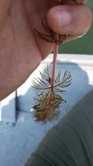 Myriophyllum sibiricum