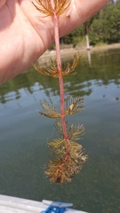 Myriophyllum sibiricum