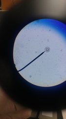 Cestoda