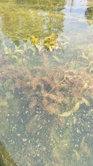 Myriophyllum sibiricum