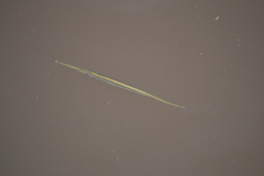 Potamorrhaphis eigenmanni