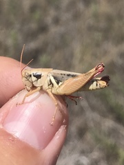 Melanoplus discolor