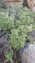 Holodiscus discolor microphyllus