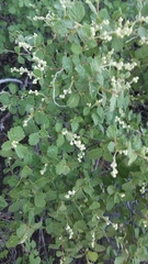 Holodiscus discolor microphyllus