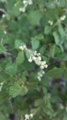 Holodiscus discolor microphyllus