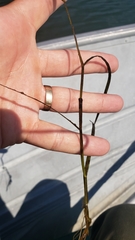 Potamogeton zosteriformis