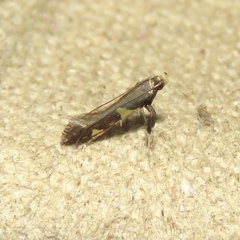 Caloptilia cornusella