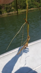 Potamogeton zosteriformis