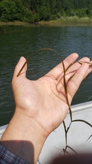 Potamogeton zosteriformis