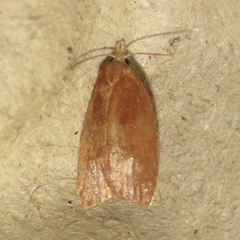 Cenopis diluticostana