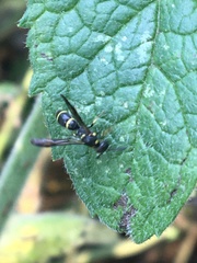 Symmorphus canadensis