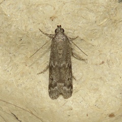 Eurythmia angulella