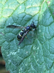 Symmorphus canadensis