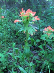 Castilleja hispida hispida