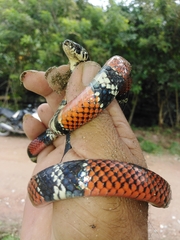 Erythrolamprus bizona