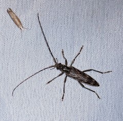 Elytrimitatrix undata