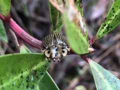 Paropsisterna intacta