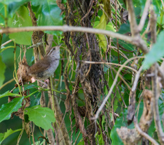 Uropsila leucogastra