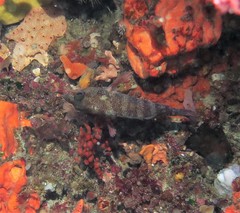 Hypoplectrodes wilsoni