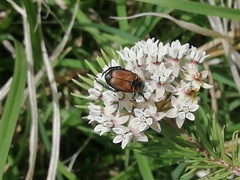 Strigoderma sulcipennis