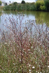 Symphyotrichum expansum