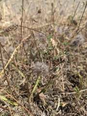 Trifolium hirtum