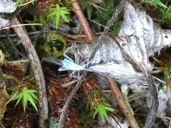 Euceraphis gillettei