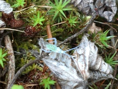 Euceraphis gillettei