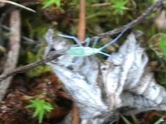 Euceraphis gillettei