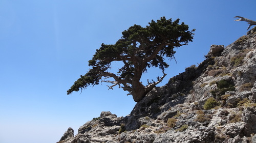 Mediterranean cypress