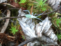 Euceraphis gillettei