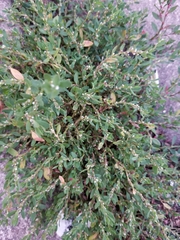 Polygonum aviculare