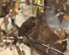 Cercotrichas leucophrys ovamboensis