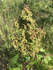 Eriophyes rhoinus