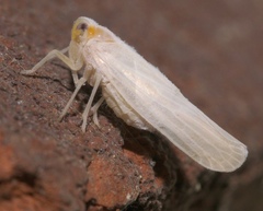 Neocenchrea heidemanni