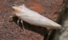 Neocenchrea heidemanni
