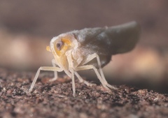 Neocenchrea heidemanni