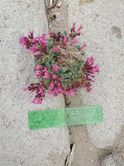 Penstemon petiolatus