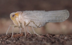 Neocenchrea heidemanni