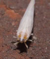 Neocenchrea heidemanni