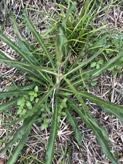Picris hieracioides morrisonensis