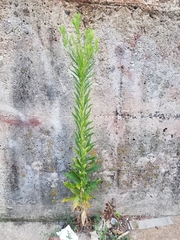 Erigeron canadensis