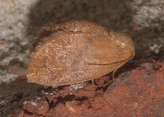 Heterogenea shurtleffi